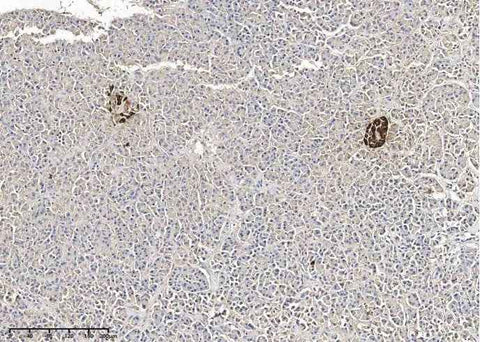 Anti-Human GCG Antibody [B281] - ABMIUM
