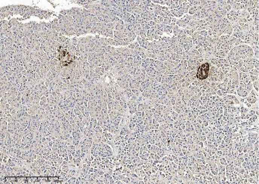 Anti-Human GCG Antibody [B281] - ABMIUM