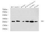Western Blot analysis of various samples using BAK1 Polyclonal Antibody at dilution of 1:1000.