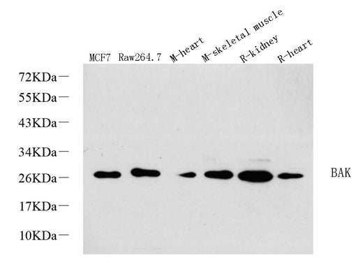 Western Blot analysis of various samples using BAK1 Polyclonal Antibody at dilution of 1:1000.