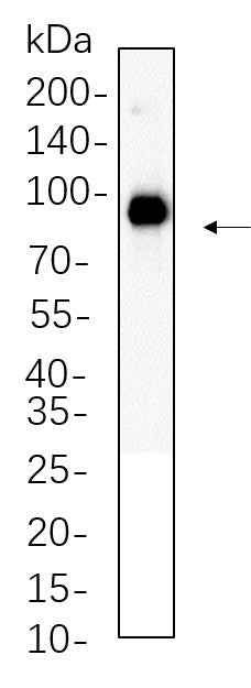 Anti-Human FAP Antibody [B1114] - ABMIUM