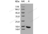 > 95 % as determined by reducing SDS-PAGE.