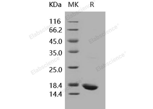 > 95 % as determined by reducing SDS-PAGE.