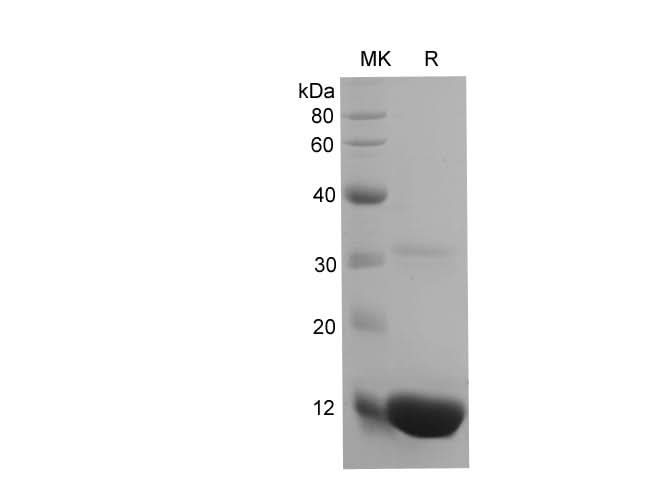 SDS-PAGE analysis of Mouse B2M/β2-MG proteins, 2 μg/lane of Recombinant Mouse B2M/β2-MG proteins was resolved with SDS-PAGE under reducing conditions, showing bands at 13 kDa.
