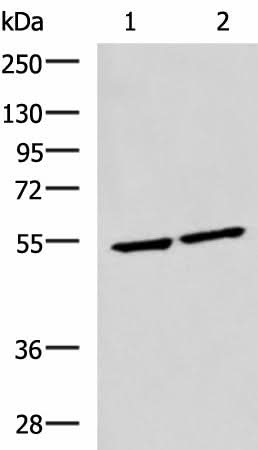 Western blot analysis of Raji and Jurkat cell lysates using IRF2 Polyclonal Antibody at dilution of 1:1350
