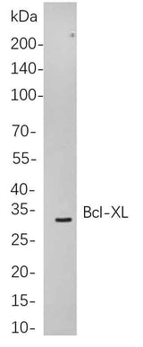 Anti-Human/Mouse/Rat Bcl-XL Antibody [B770]