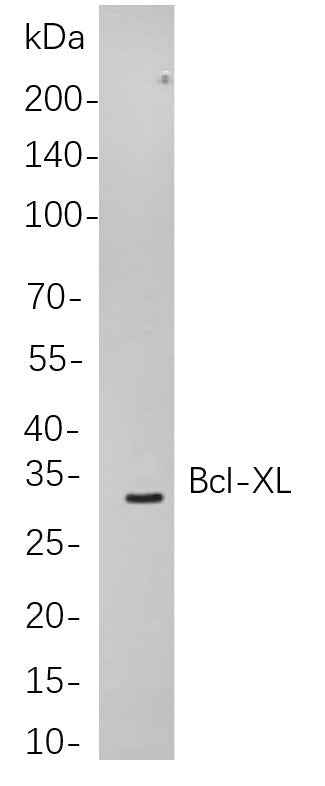 Anti-Human/Mouse/Rat Bcl-XL Antibody [B770]