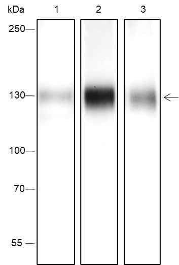 Anti-Human/Rat/Mouse Phospho-TrkA (Y791) Antibody [A460] - ABMIUM