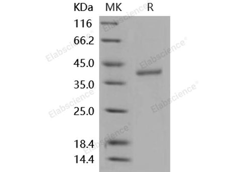 > 95 % as determined by reducing SDS-PAGE.