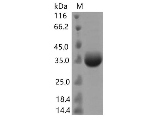 > 90 % as determined by reducing SDS-PAGE.