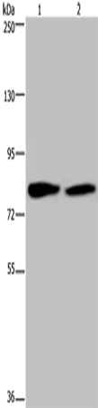 Anti-Human/Mouse TXLNA Antibody - ABMIUM