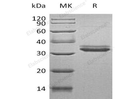 > 95 % as determined by reducing SDS-PAGE.