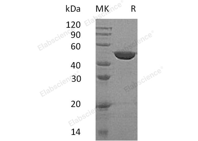 > 95 % as determined by reducing SDS-PAGE.
