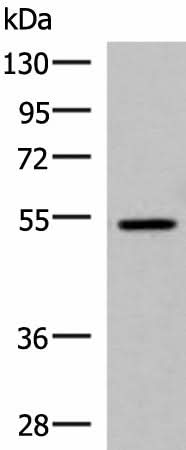 Western blot analysis of HepG2 cell lysate using ISM1 Polyclonal Antibody at dilution of 1:1000