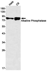 Western blot detection of Alkaline Phosphatase in Hela,C6 cell lysates using Alkaline Phosphatase Rabbit mAb(1:500 diluted).Predicted band size:57kDa.Observed band size:80kDa.