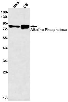 Western blot detection of Alkaline Phosphatase in Hela,C6 cell lysates using Alkaline Phosphatase Rabbit mAb(1:500 diluted).Predicted band size:57kDa.Observed band size:80kDa.