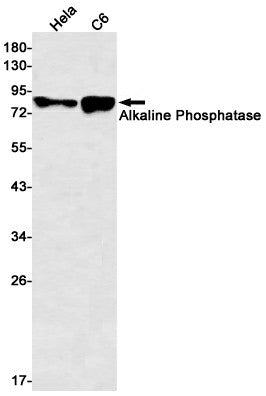 Western blot detection of Alkaline Phosphatase in Hela,C6 cell lysates using Alkaline Phosphatase Rabbit mAb(1:500 diluted).Predicted band size:57kDa.Observed band size:80kDa.