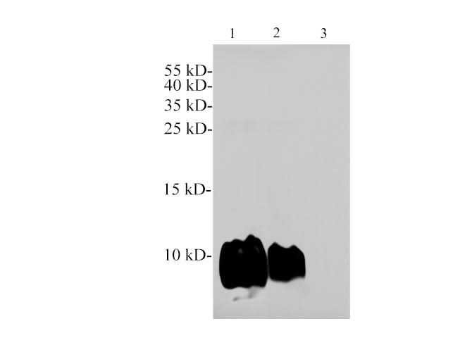 Western blotting with anti-CXCL12 polyclonal antibody at dilution of 1:2000. Lane 1: THP-1 cell lysate, lane 2: Raw264.7 cell lysate, lane 3: K562 cell lysate for negative control.