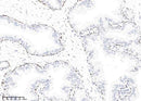 Anti-Human KLK15 Antibody [A977] - ABMIUM