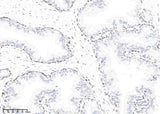 Anti-Human KLK15 Antibody [A977] - ABMIUM