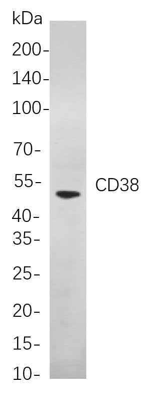 Anti-Human/Mouse/Rat CD38 Antibody [B892] - ABMIUM