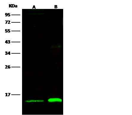 Anti-Human TXN2 Antibody [B350] - ABMIUM