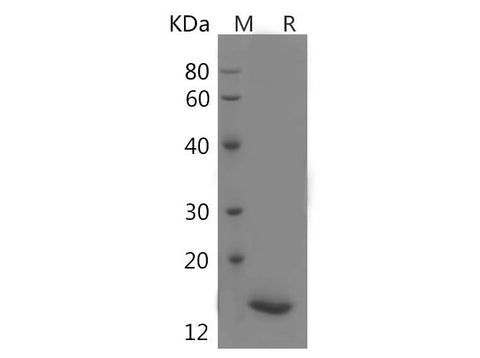 SDS-PAGE analysis of Human NCR2/NKp44/CD336 proteins, 2 μg/lane of Recombinant Human NCR2/NKp44/CD336 proteins was resolved with SDS-PAGE under reducing conditions, showing bands at 37 kDa.