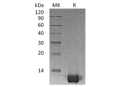 Recombinant Human IL-8/CXCL8 Protein (aa 23-99) - ABMIUM
