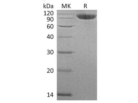 > 95 % as determined by reducing SDS-PAGE.