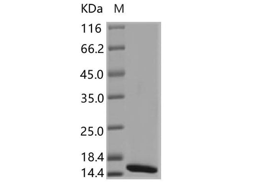 > 95 % as determined by reducing SDS-PAGE.