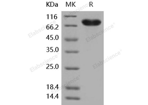 > 97 % as determined by reducing SDS-PAGE.