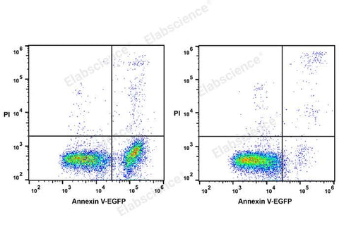 Annexin V-EGFP/PI Apoptosis Kit - ABMIUM