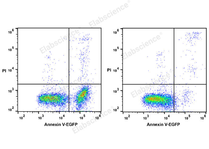 Annexin V-EGFP/PI Apoptosis Kit - ABMIUM