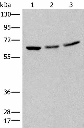 Western blot analysis of 293T cell lysates using BRD9 Polyclonal Antibody at dilution of 1:550
