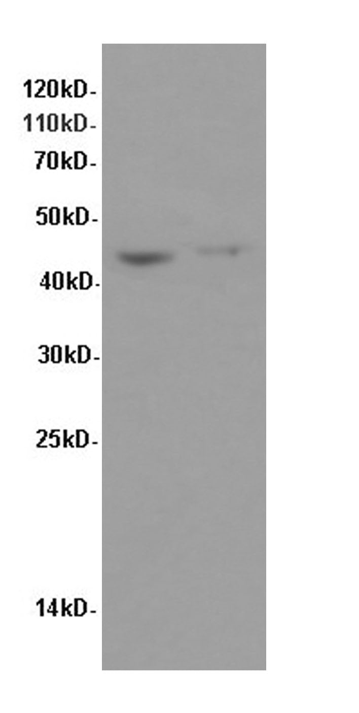 Western Blot analysis of Hela and Raji cells using FAS Polyclonal Antibody at dilution of 1:600
