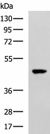 Western blot analysis of TM4 cell lysate using SNIP1 Polyclonal Antibody at dilution of 1:1000