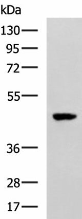 Western blot analysis of TM4 cell lysate using SNIP1 Polyclonal Antibody at dilution of 1:1000