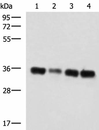Western blot analysis of 293T cell lysates using GRHPR Polyclonal Antibody at dilution of 1:750