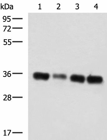 Western blot analysis of 293T cell lysates using GRHPR Polyclonal Antibody at dilution of 1:750