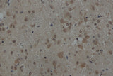 Immunohistochemistry of paraffin-embedded Rat brain using AKT1 Polyclonal Antibody at dilution of 1:50