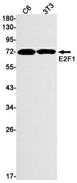 Western blot detection of E2F1 in C6,3T3 cell lysates using E2F1 Rabbit mAb(1:1000 diluted).Predicted band size:47kDa.Observed band size:70kDa.