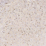 Immunohistochemistry analysis of paraffin-embedded mouse brain using S100B Polyclonal Antibody at dilution of 1:400.