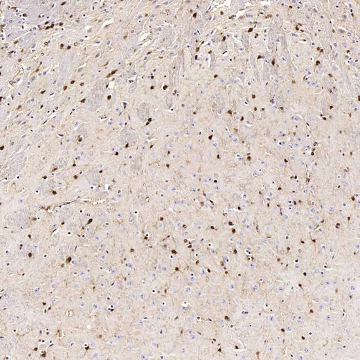 Immunohistochemistry analysis of paraffin-embedded mouse brain using S100B Polyclonal Antibody at dilution of 1:400.