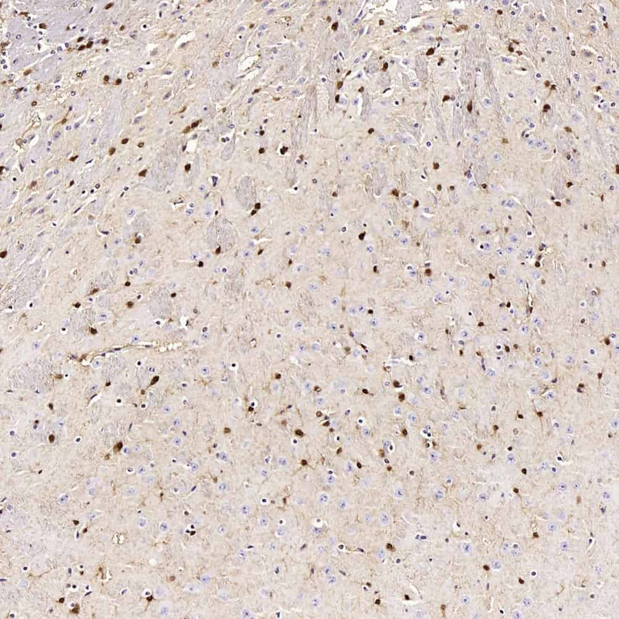 Immunohistochemistry analysis of paraffin-embedded mouse brain using S100B Polyclonal Antibody at dilution of 1:400.