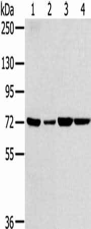 Anti-Human/Mouse SNX2 Antibody