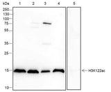 Anti-Human/Rat/Mouse Histone H3 (Acetyl Lys122) Antibody [A104]