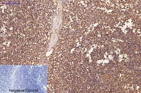 Anti-Human/Mouse/Rat CD1 Antibody [2A5]