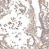 Immunohistochemistry analysis of paraffin-embedded fetal rat using CD133 Monoclonal Antibody at dilution of 1:200.