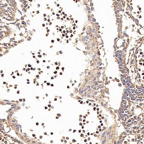 Immunohistochemistry analysis of paraffin-embedded fetal rat using CD133 Monoclonal Antibody at dilution of 1:200.