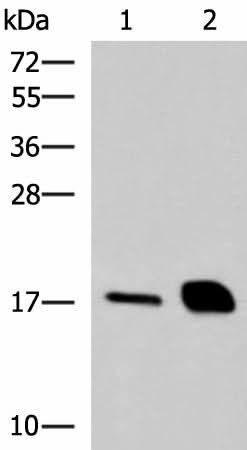 Western blot analysis of Mouse pancreas tissue and Rat pancreas tissue lysates using RNASE1 Polyclonal Antibody at dilution of 1:550